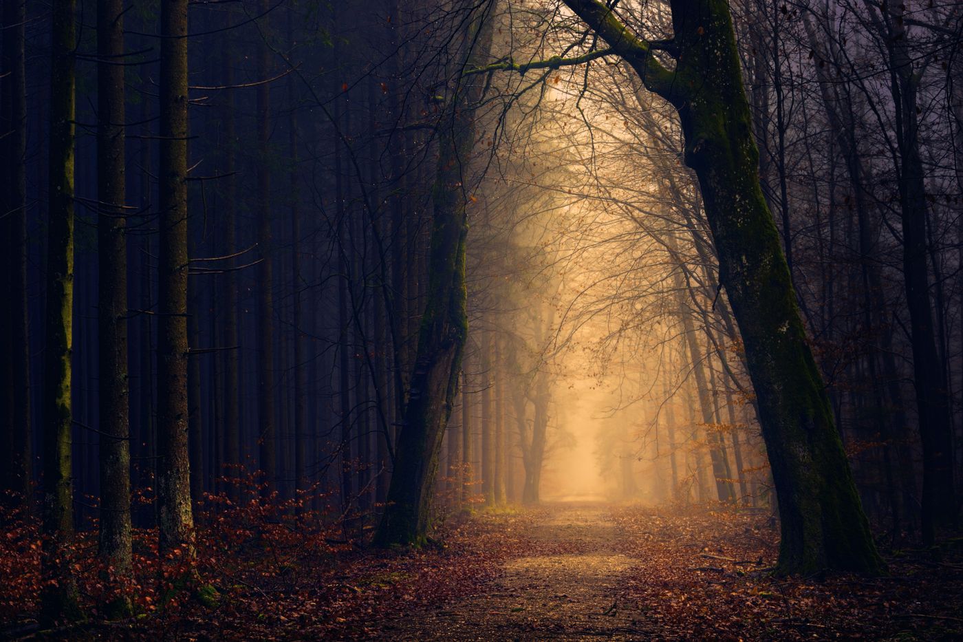 Autumn forest in mist — private on-device shadow work journal