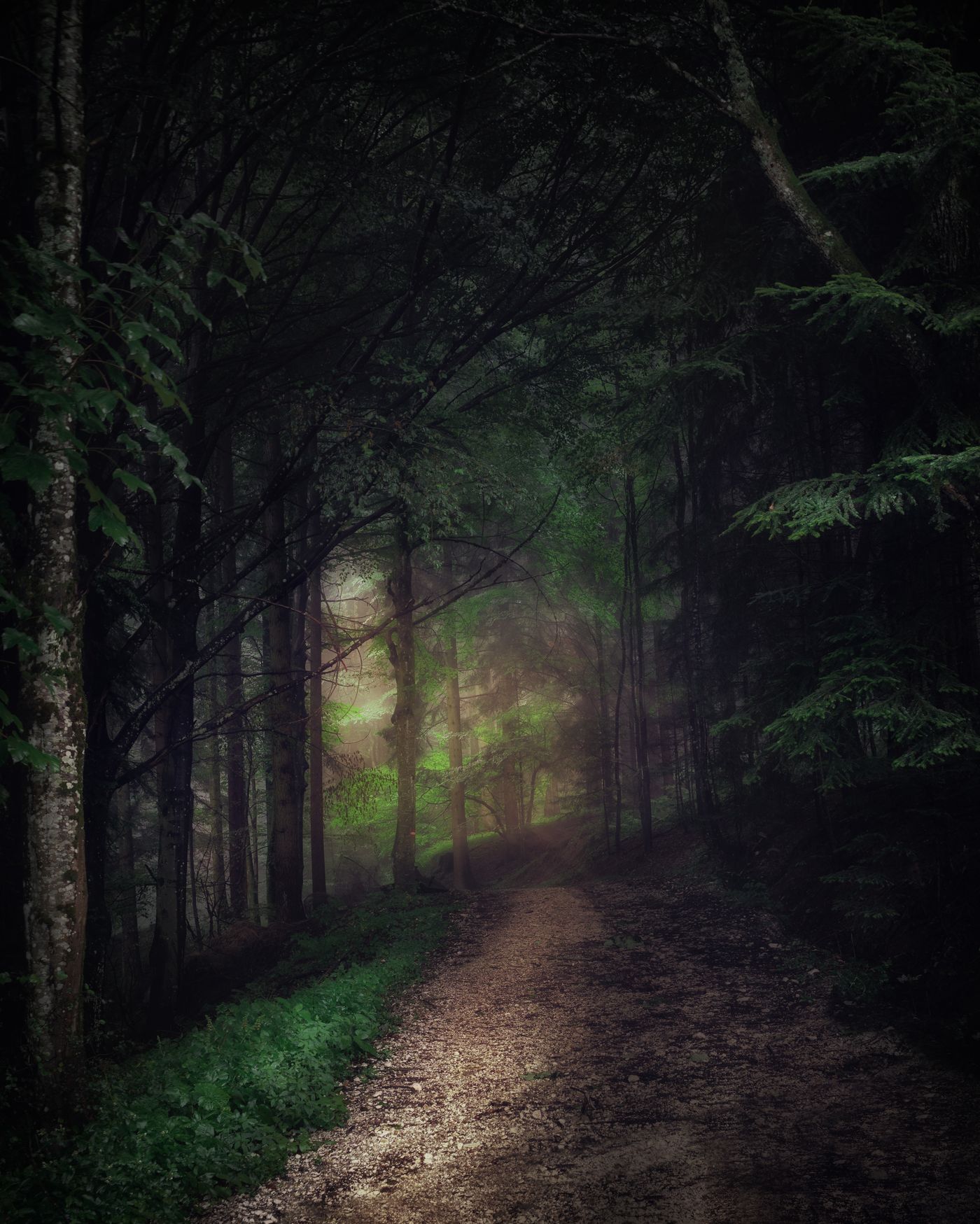 Mysterious misty forest path — shadow work that feels too intense