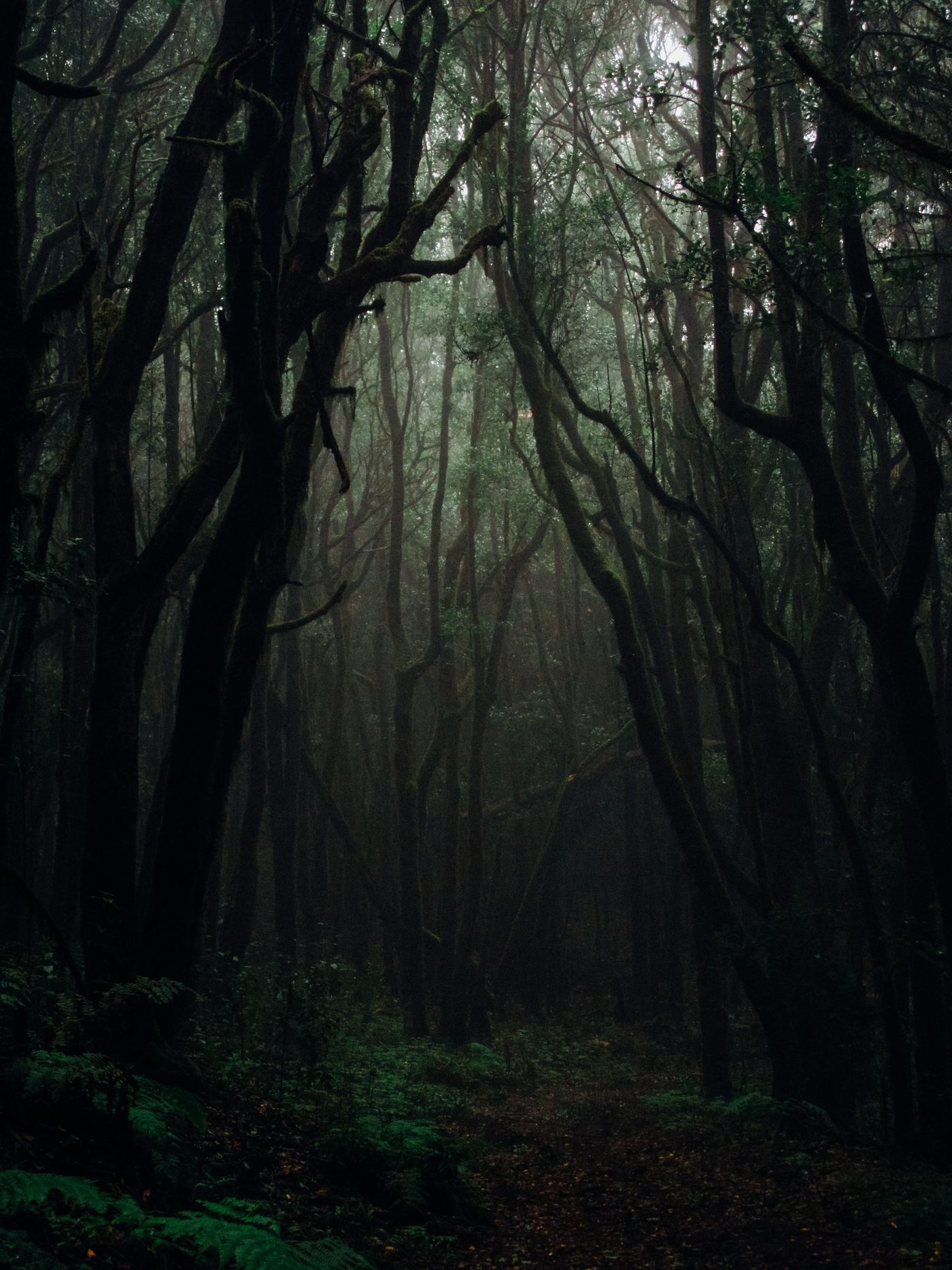 Dark towering trees in fog — when shadow work feels too intense