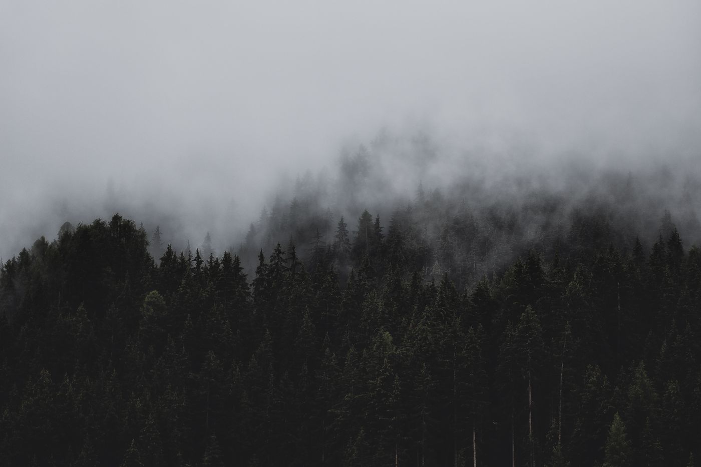 Foggy tranquil forest — a private on-device space for shadow work journaling