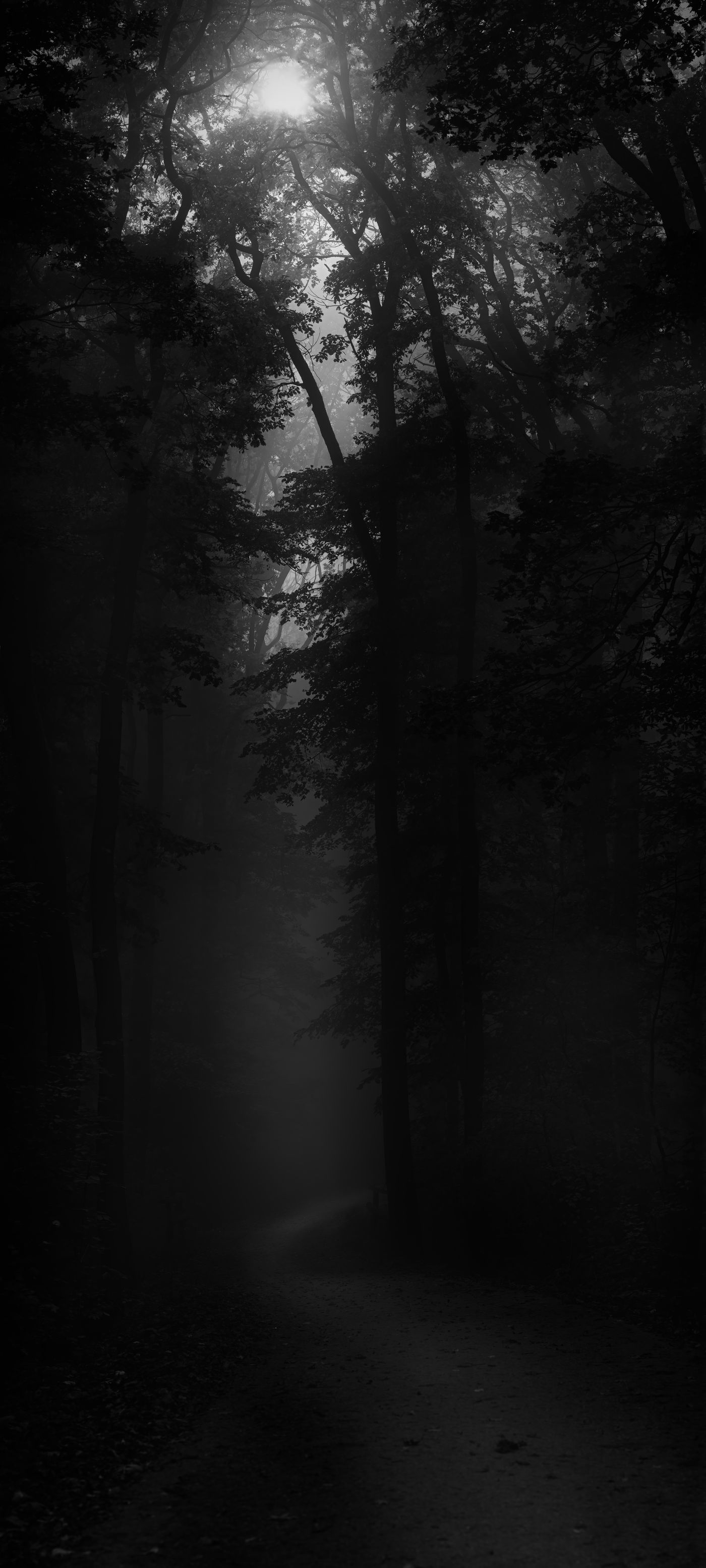 Sunbeams through a misty forest path — when shadow work feels too intense