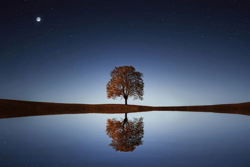 Starry night sky over silhouetted trees, evoking the hidden inner landscape