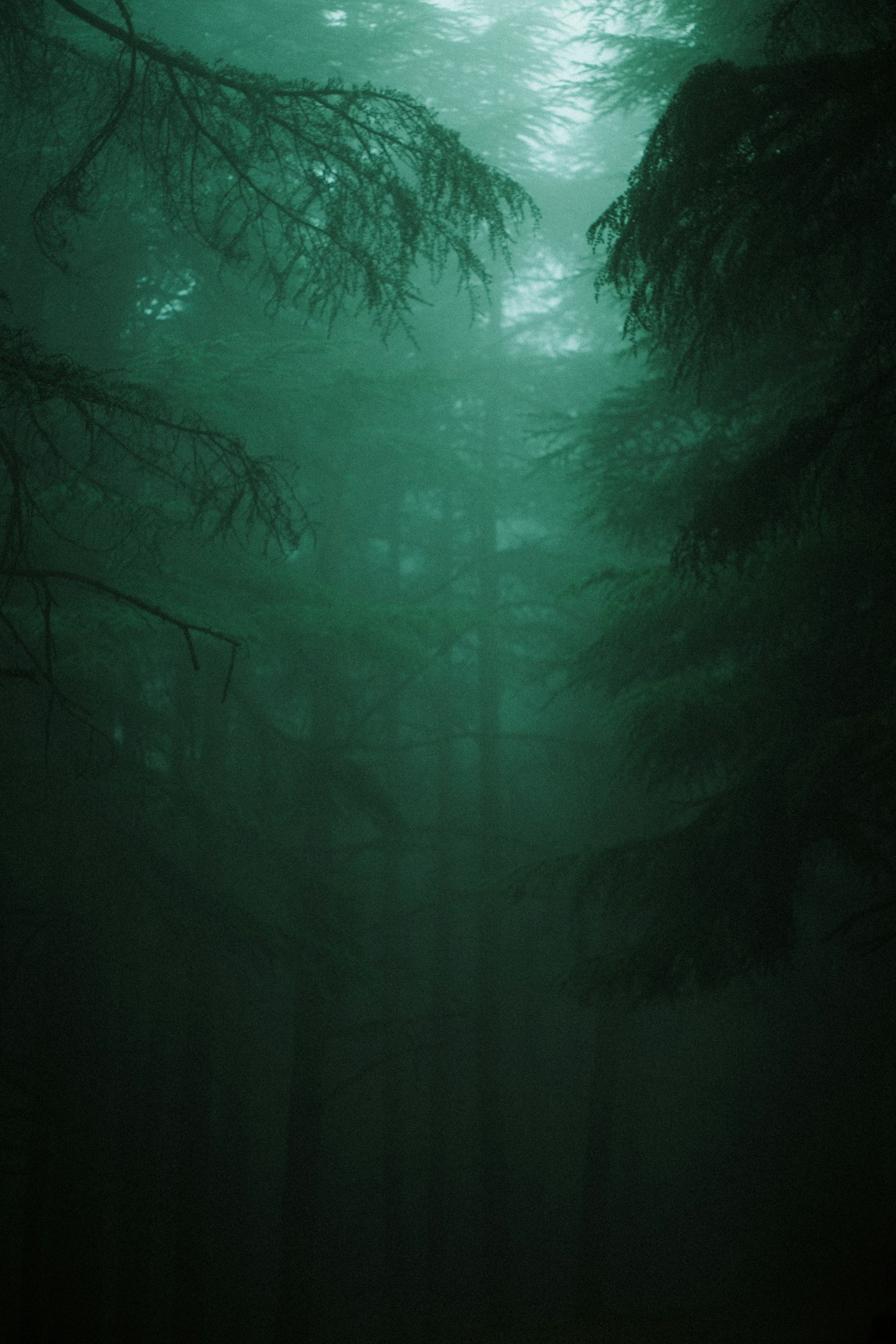 Misty forest light filtering through trees — a quiet sanctuary for private reflection